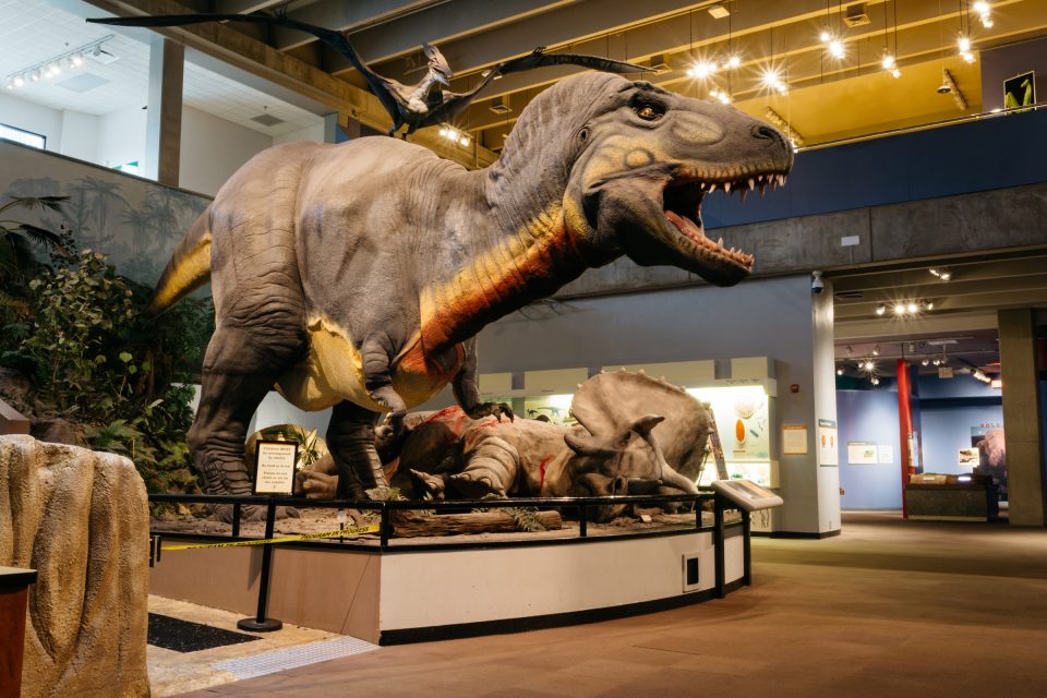 Explore Things To Do At The Saint Louis Science Center