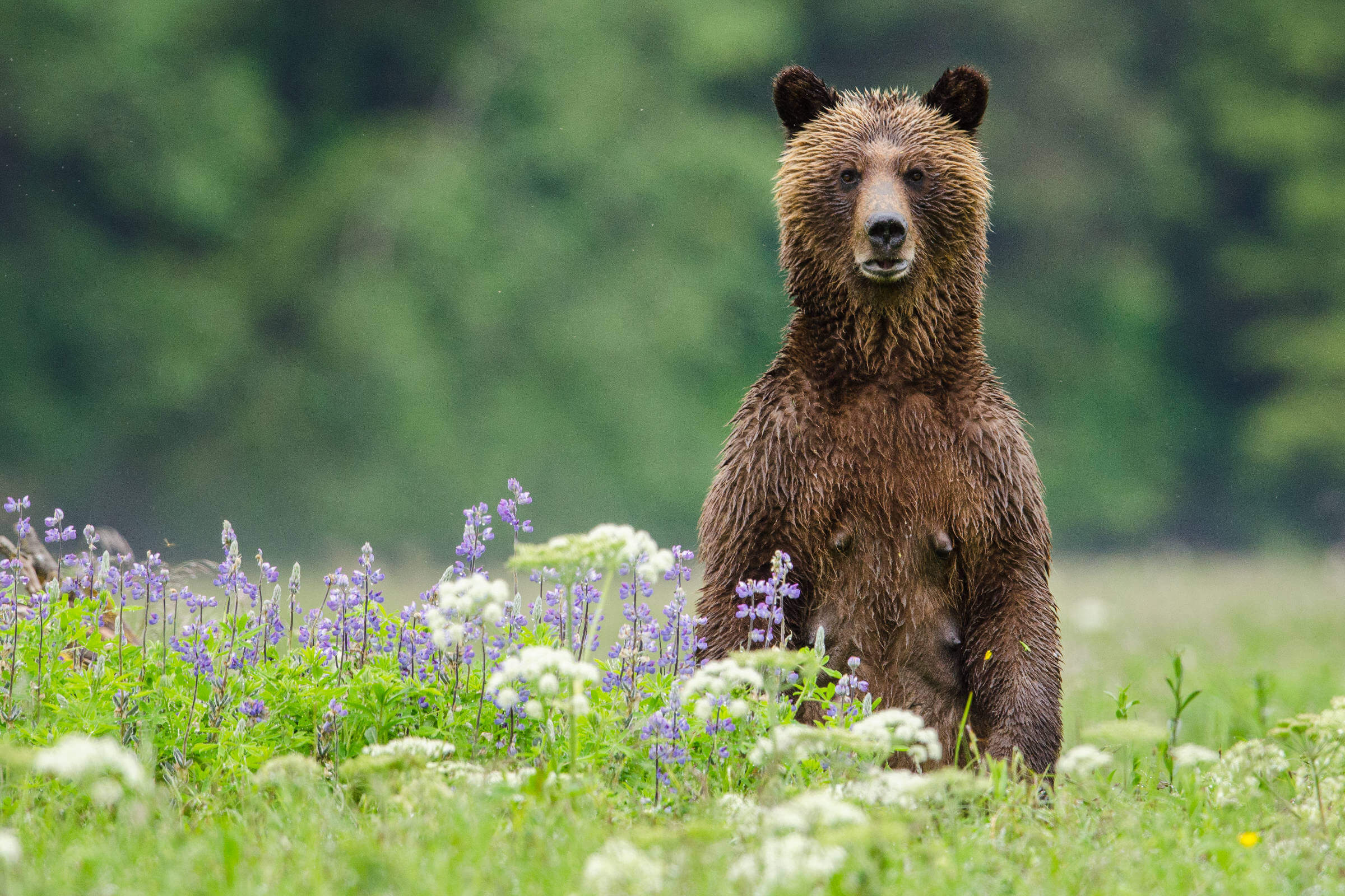 Great Bear Rainforest Grizzly Standing