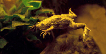 African clawed frog, African clawed toad, African claw-toed frog, platanna (Xenopus laevis).