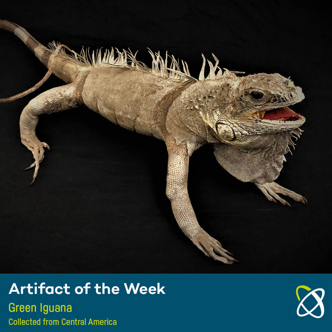 Green Iguana Collected from Central America Saint Louis Science Center