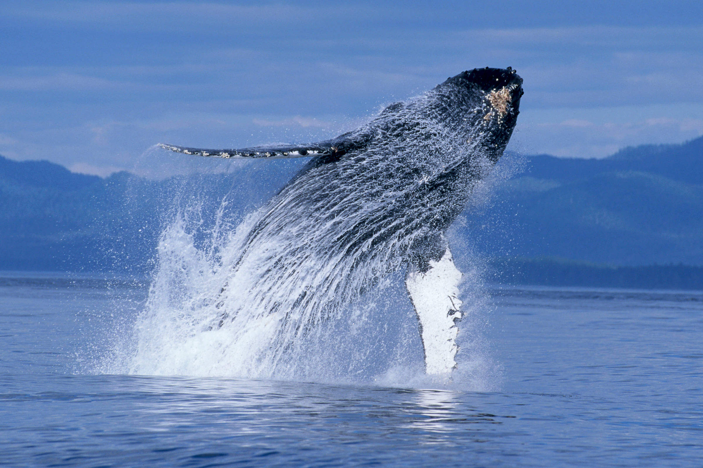 Humpback Whales at OMNIMAX® Theater – Saint Louis Science Center