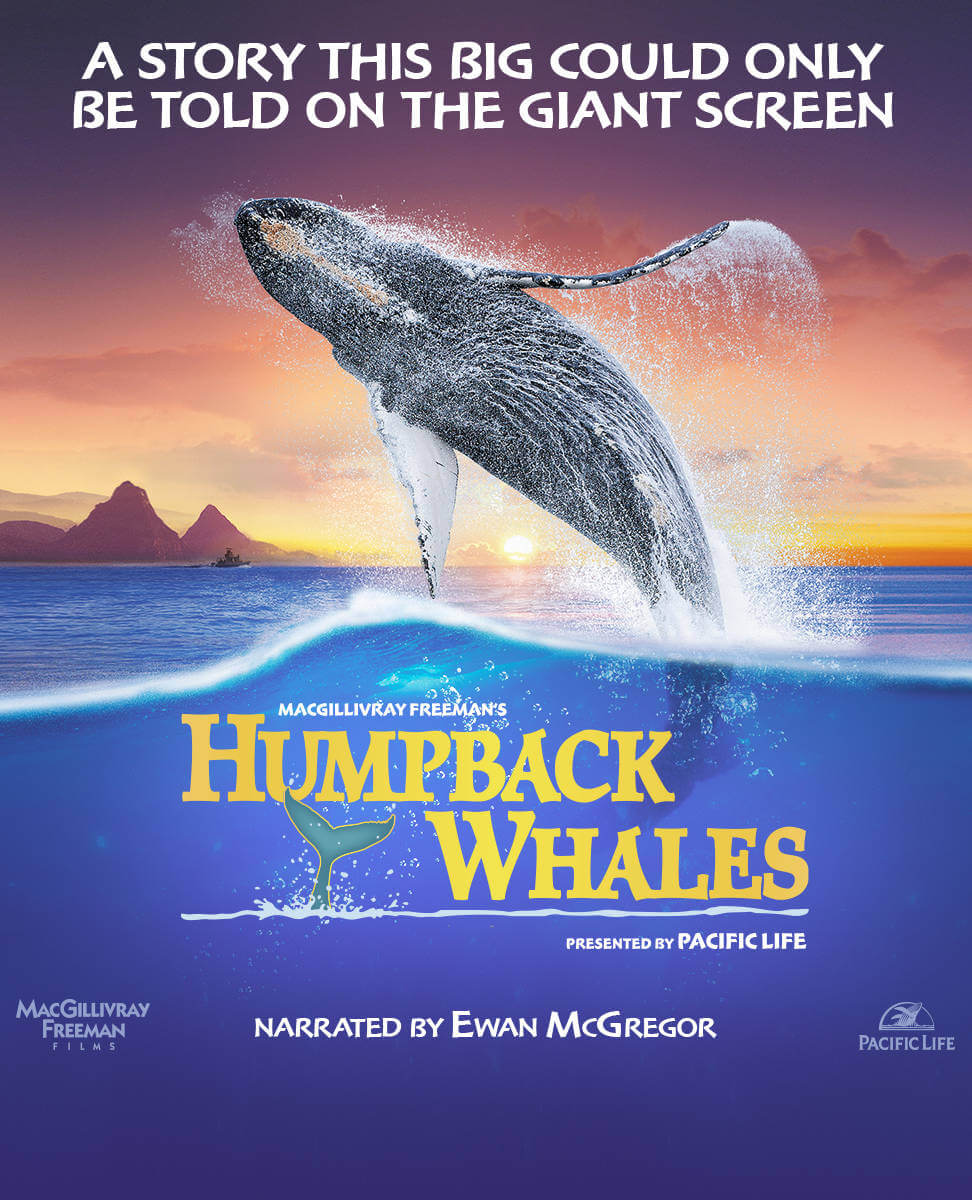 Humpback Whales at OMNIMAX® Theater – Saint Louis Science Center