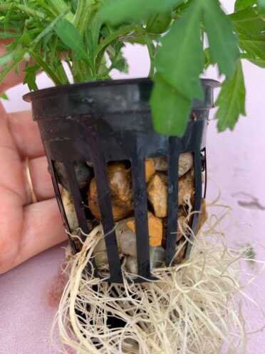 close up of aquaponic root growth