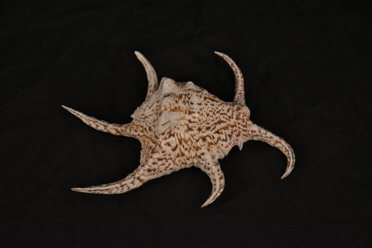 Chiagra Spider Conch, collected from Okinawa, Japan