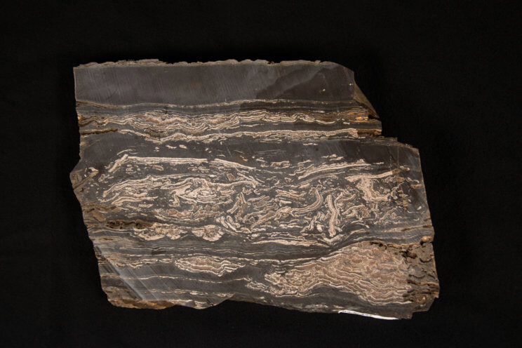 Stromatolite, Collected from Ketcherside Mountain, Iron County, Missouri