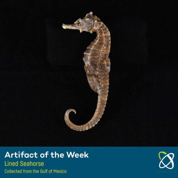 Lined Seahorse Collected from Gulf of Mexico