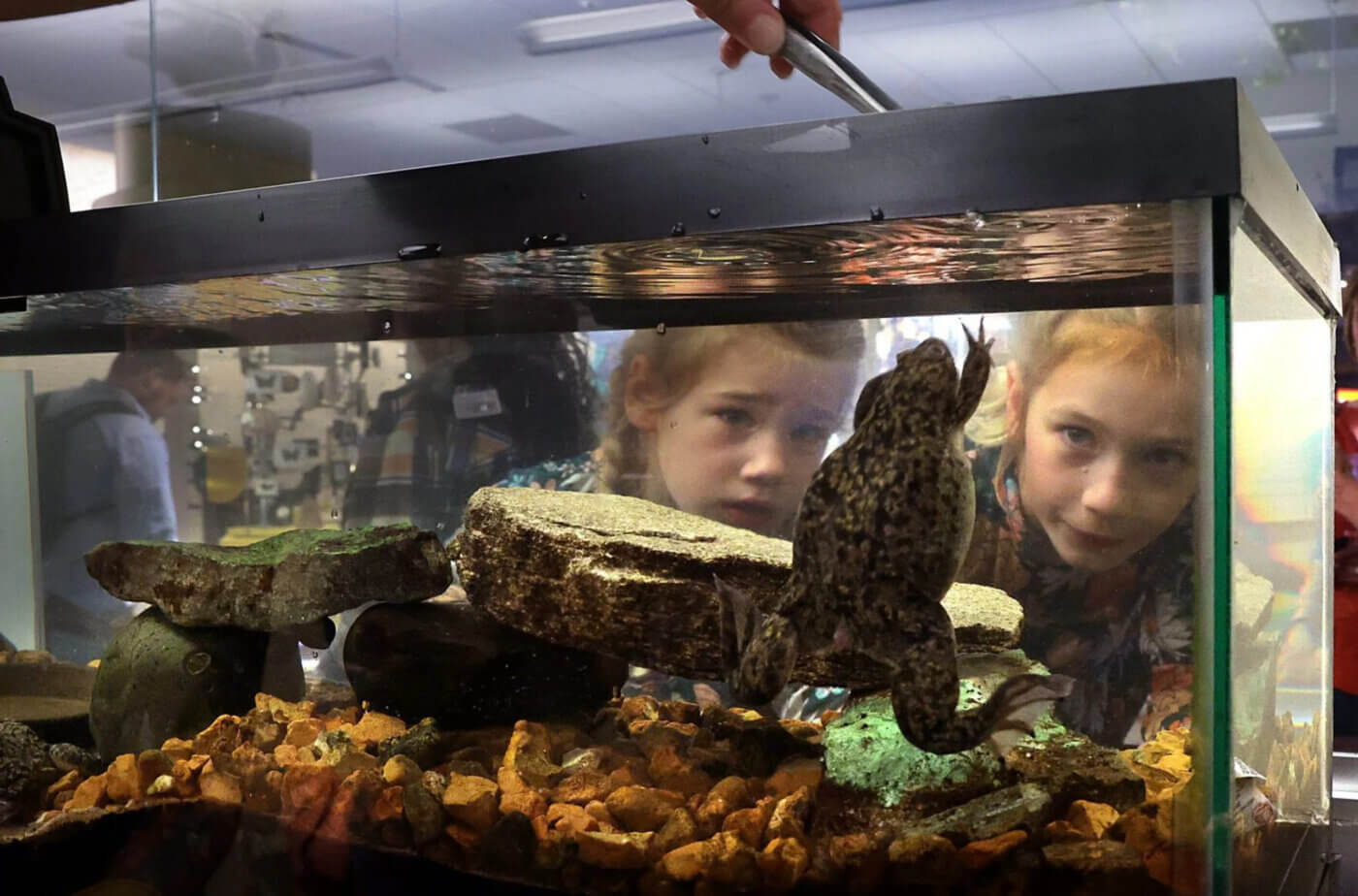 Emerson Marchinski, 7, right, and her sister Reagan, 4, watch as African clawed frogs are fed by hand in the Life Sciences Lab at the St. Louis Science Centeron Thursday, April 3, 2025.