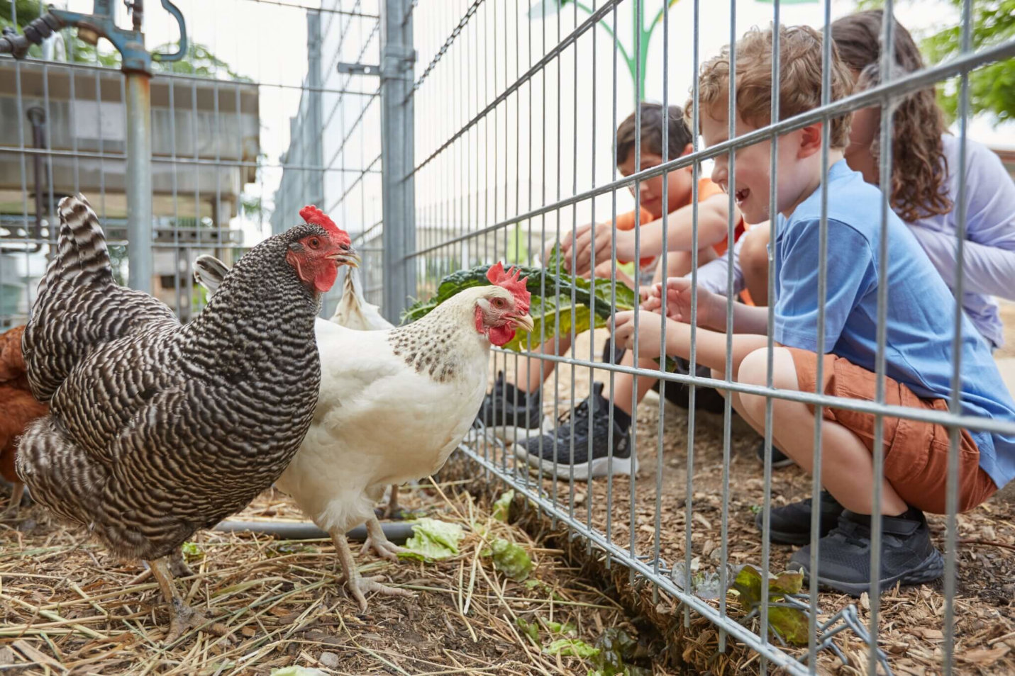 GROW: Chicken Chat (FREE)