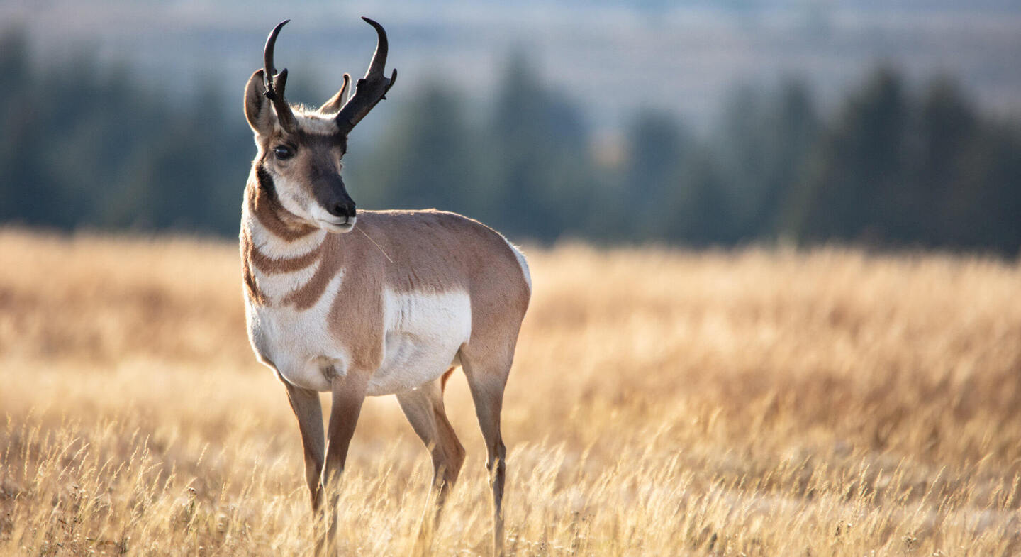 OMNIMAX: Secrets of Great Salt Lake