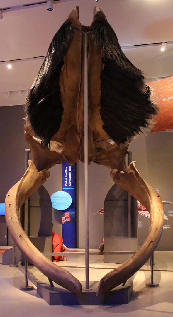 exhibit in The Blue Whale Story featuring a blue whale jaw that hold tongues weighing more than 8,000 pounds