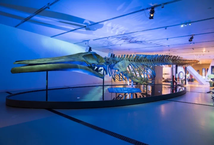 80 foot, full-scale replica skeleton of a blue whale on display within the exhibition The Blue Whale Story at the Saint Louis Science Center