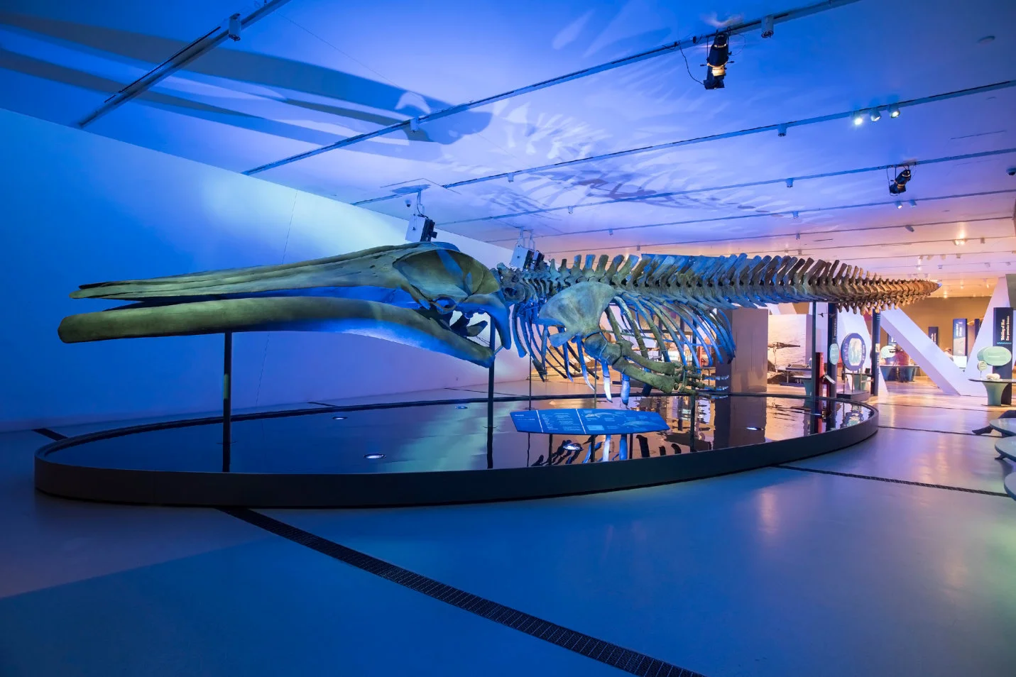 80 foot, full-scale replica skeleton of a blue whale on display within the exhibition The Blue Whale Story at the Saint Louis Science Center