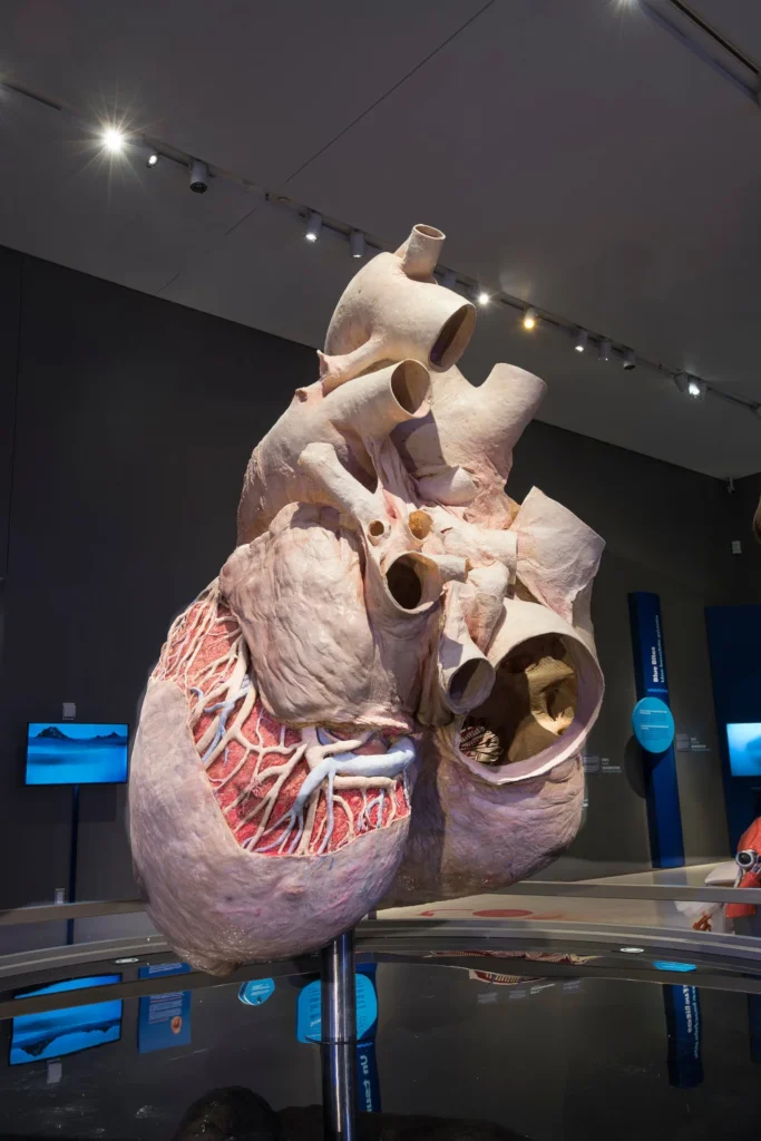 a plastinated blue whale heart demonstrating their size (weighing more than 400 pounds and measuring the size of a small car)