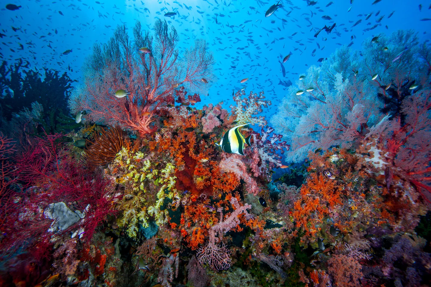 OCEANS_4_DavidHallnaturepl_01747016