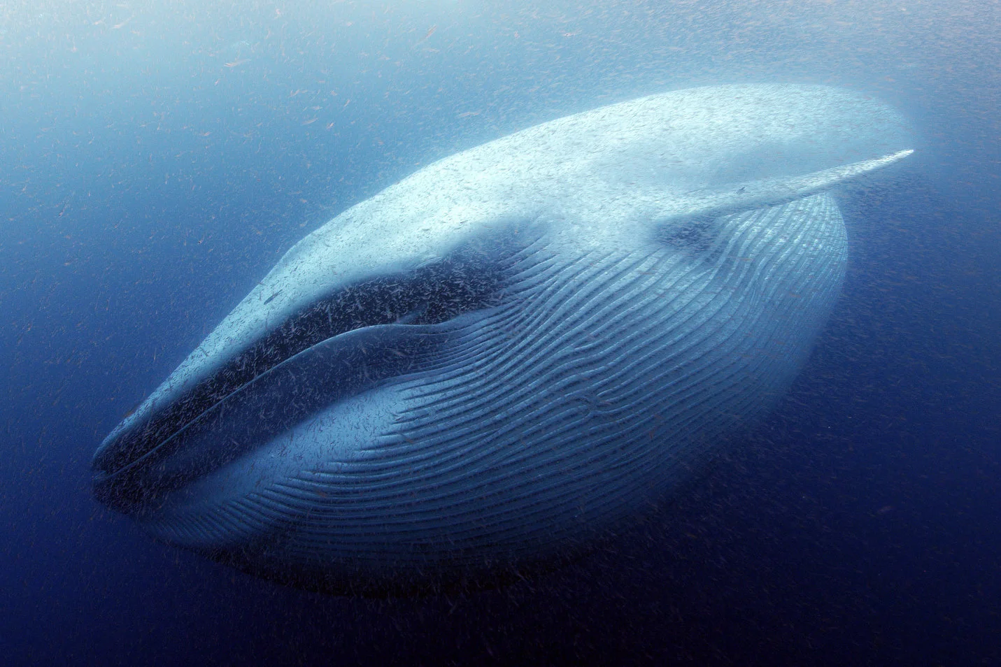 SOS-Hereo-BlueWhale-1431x954