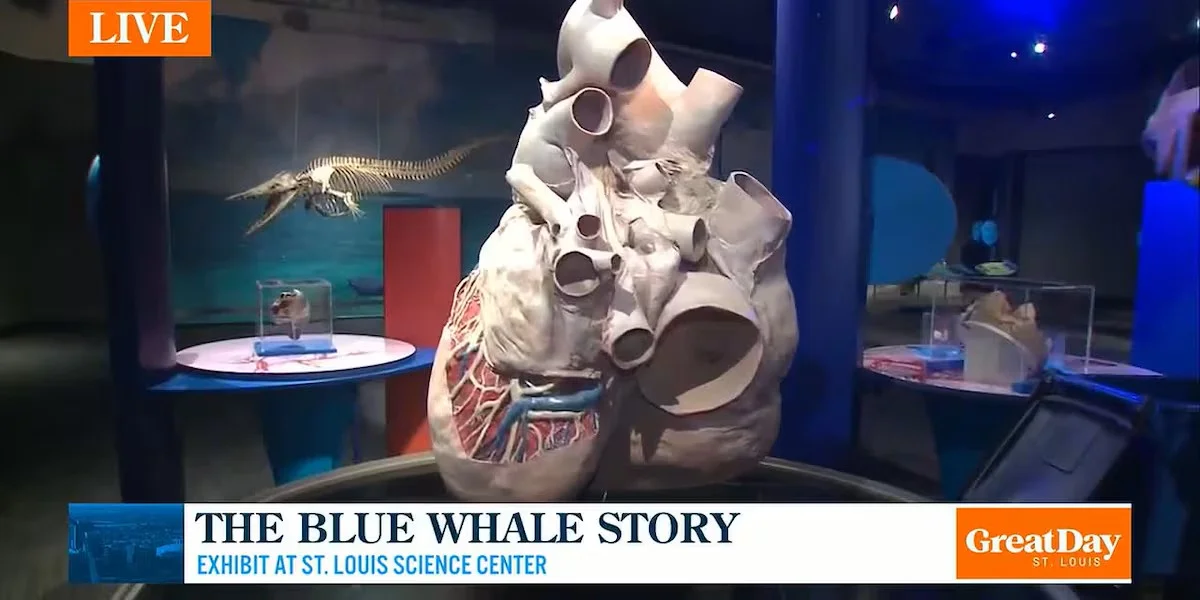 Science Center's Kaylia Eskew speaks with KMOV-TV Great Day St Louis about The Blue Whale Story
