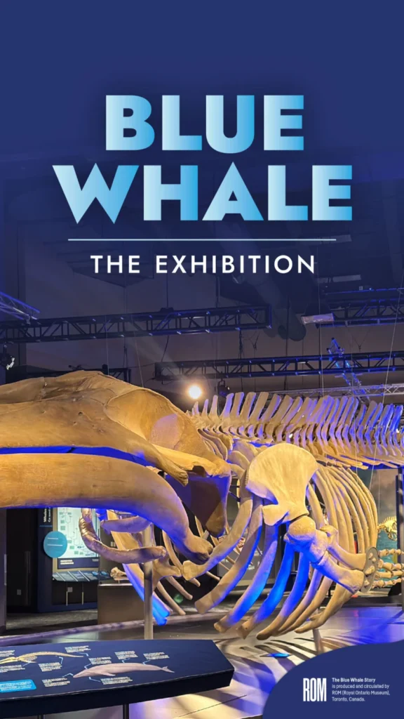Blue Whale: The Exhibition Poster