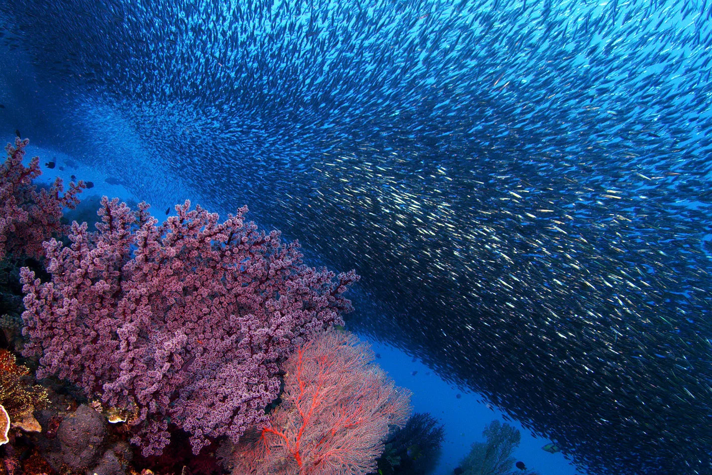 19_SOS_CoralReef