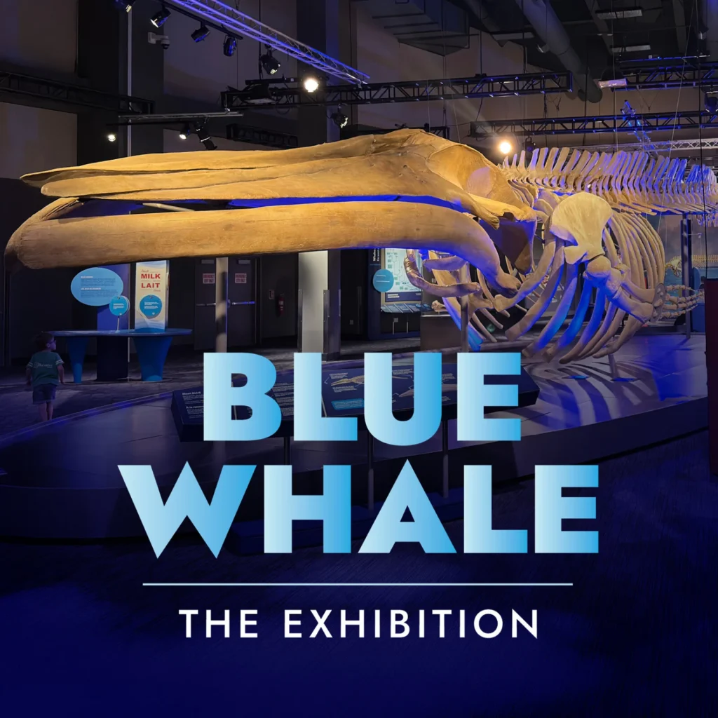 Blue Whale The Exhibition introductory graphic